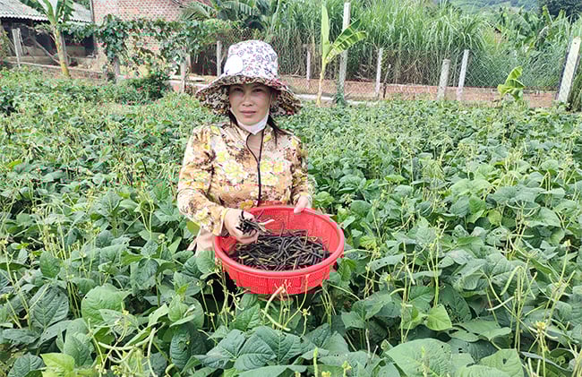 Thứ cây trồng tốt um, nông dân Bình Định ngày nào cũng hái trái đen, bật ra thứ hạt ăn bổ dưỡng, bán giá tốt - Ảnh 1.