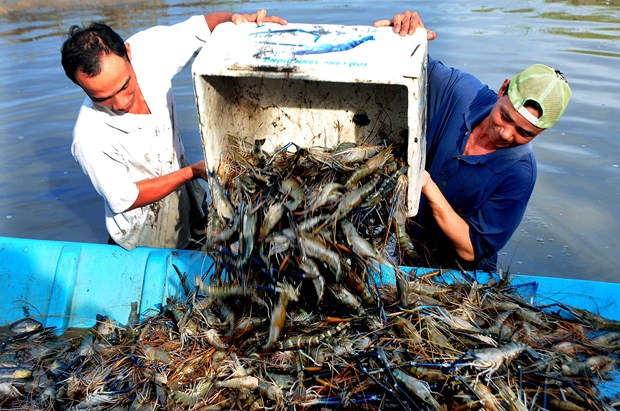 Cú hích để tái cơ cấu chuỗi sản xuất toàn ngành thủy sản - Ảnh 3.