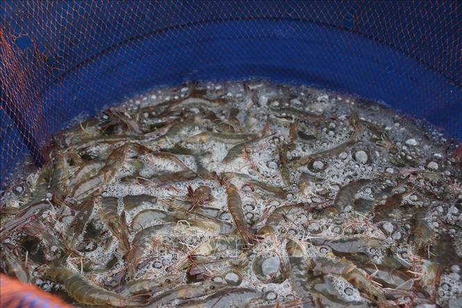 Giá tôm Trà Vinh tiếp tục giảm - Ảnh 1.