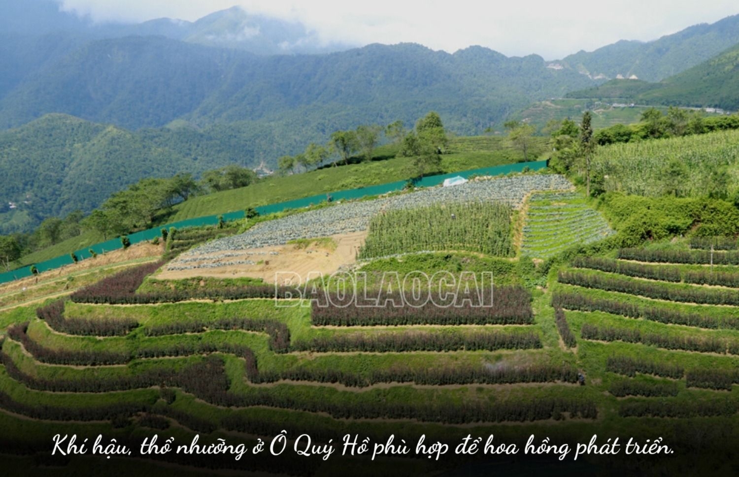 Ở một con đèo nổi tiếng Lào Cai, bất ngờ thấy bạt ngàn hoa hồng cổ, thơm khắp đồi, nông dân kiếm bộn tiền - Ảnh 4.