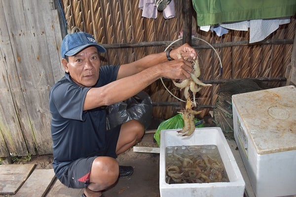 Tôm sú nuôi trong rừng ngập mặn, bắt lên to bự, nông dân một xã ở Cà Mau lãi 87 triệu đồng/ha - Ảnh 2.
