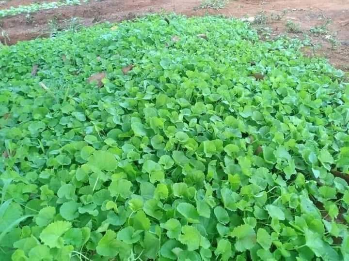 Tuổi thơ, ngoại nhặt loại rau rẻ tiền ví như &quot;sâm Việt&quot; này đem nấu cháo cho ăn mà tôi lớn lên - Ảnh 1.