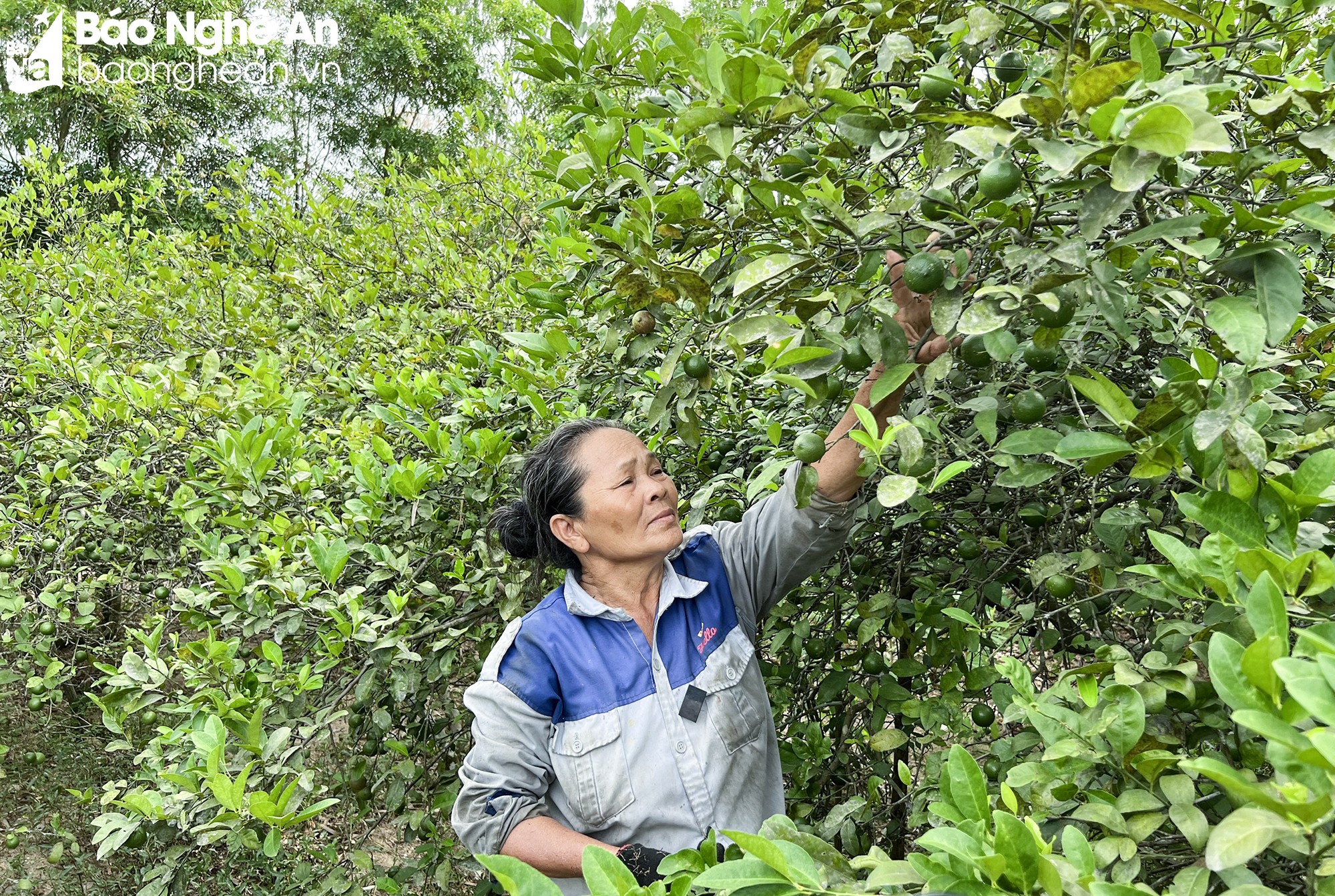 Nghệ An: Những loại lá xưa vốn chỉ bỏ đi nay &quot;lên đời&quot; được thương lái mua giá cao, bán &quot;đắt như tôm tươi&quot; - Ảnh 6.