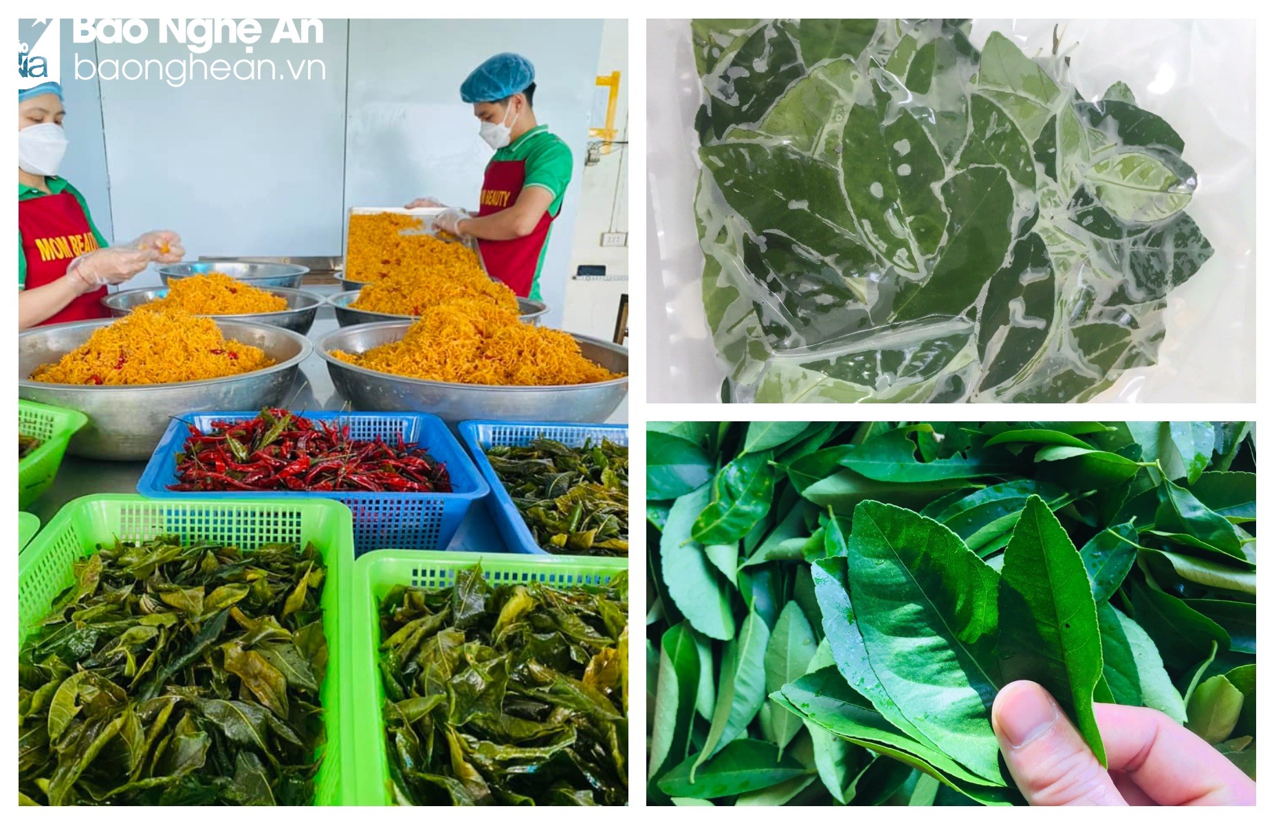 Nghệ An: Những loại lá xưa vốn chỉ bỏ đi nay &quot;lên đời&quot; được thương lái mua giá cao, bán &quot;đắt như tôm tươi&quot; - Ảnh 3.