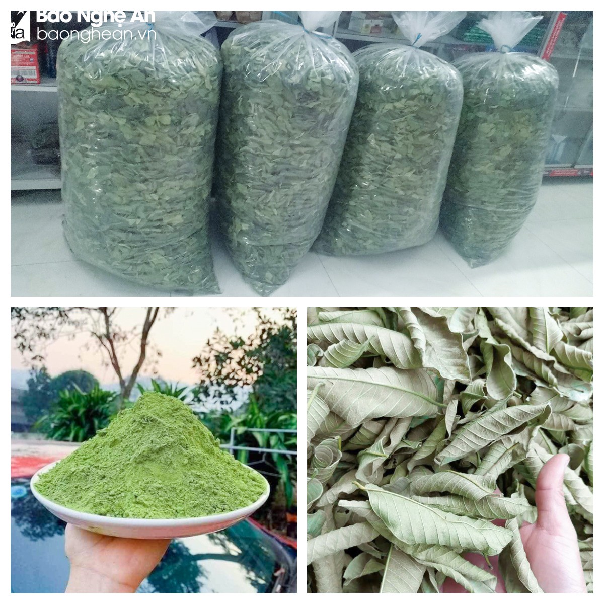 Nghệ An: Những loại lá xưa vốn chỉ bỏ đi nay &quot;lên đời&quot; được thương lái mua giá cao, bán &quot;đắt như tôm tươi&quot; - Ảnh 2.