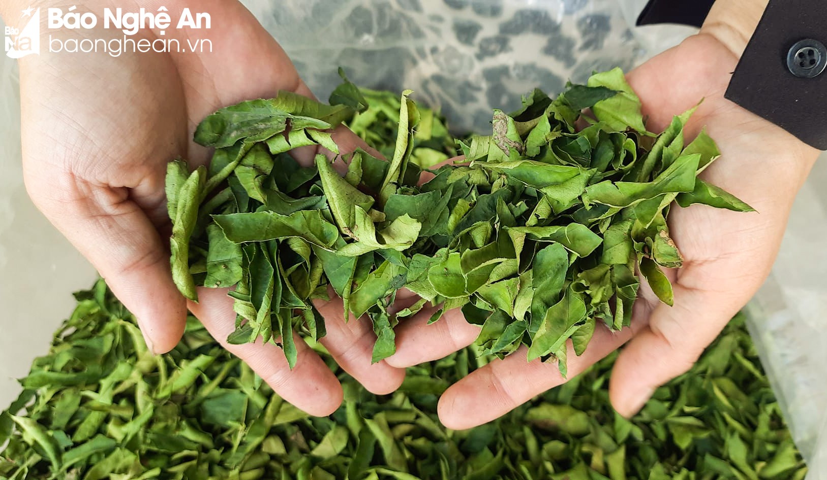 Nghệ An: Những loại lá xưa vốn chỉ bỏ đi nay &quot;lên đời&quot; được thương lái mua giá cao, bán &quot;đắt như tôm tươi&quot; - Ảnh 4.