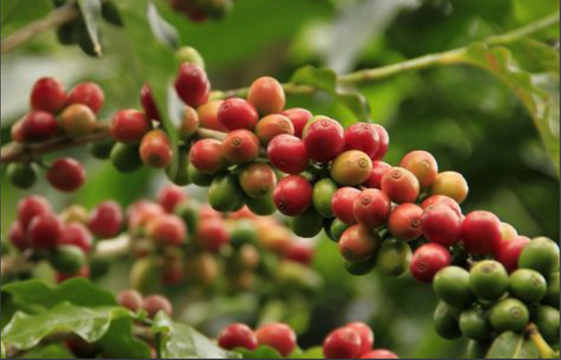 Giá cà phê hôm nay 3/7: Nhích 100 đồng/kg ngày đầu tuần - Ảnh 3.