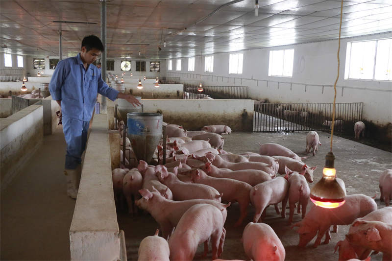 Chăn nuôi tuần hoàn giúp người nuôi lợn ở Hà Nội tăng hiệu quả kinh tế 15 - 20% - Ảnh 2. Chăn nuôi tuần hoàn giúp người nuôi lợn ở Hà Nội tăng hiệu quả kinh tế 15 - 20% - Ảnh 2.
