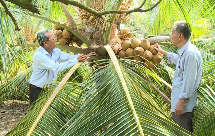 Thu nhập ổn định từ dừa xiêm lùn, trái đỏ - Ảnh 1.