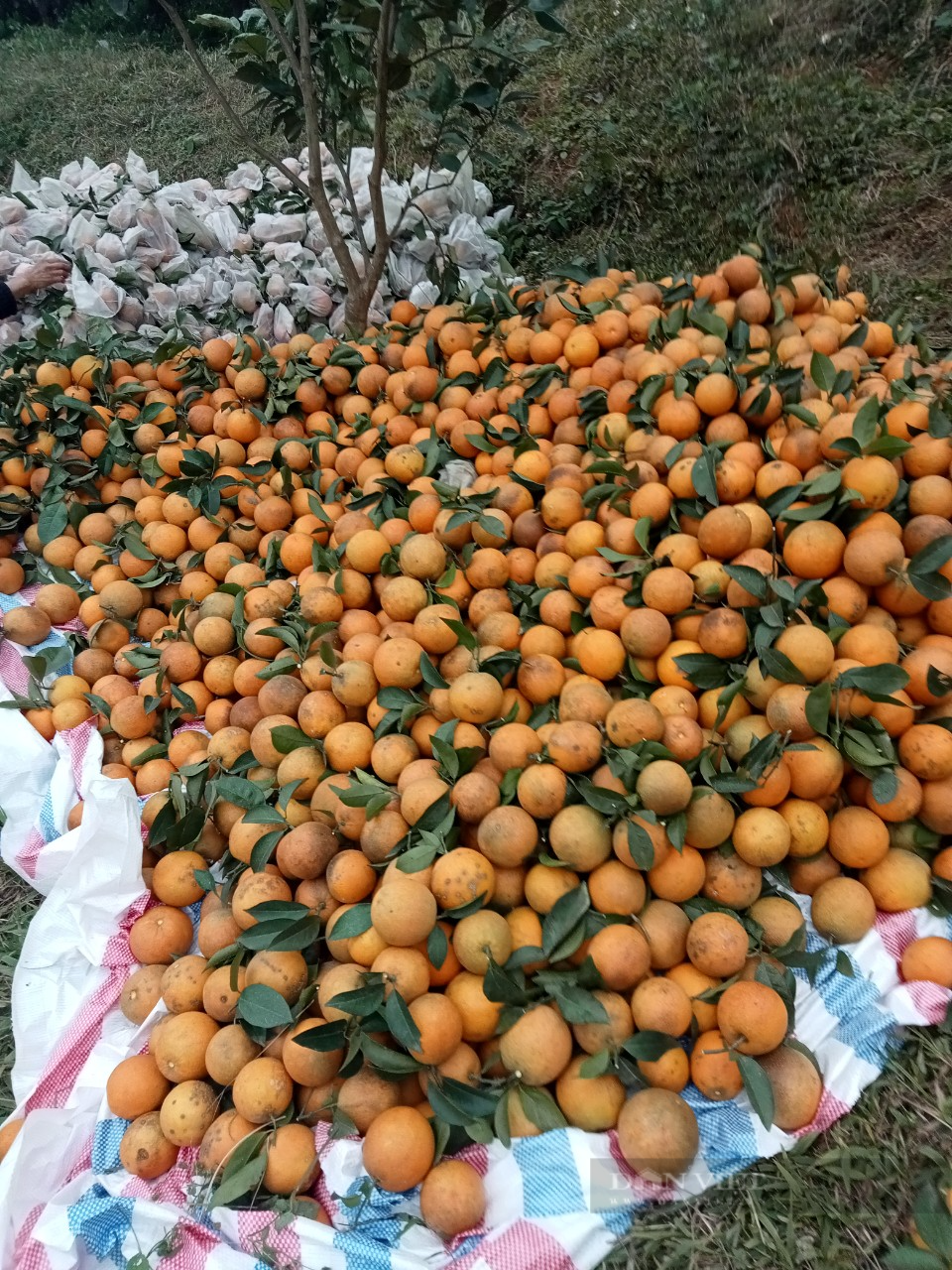&quot;Mặc áo&quot; cho cam, nông dân Hòa Bình thu nửa tỷ mỗi năm - Ảnh 4.
