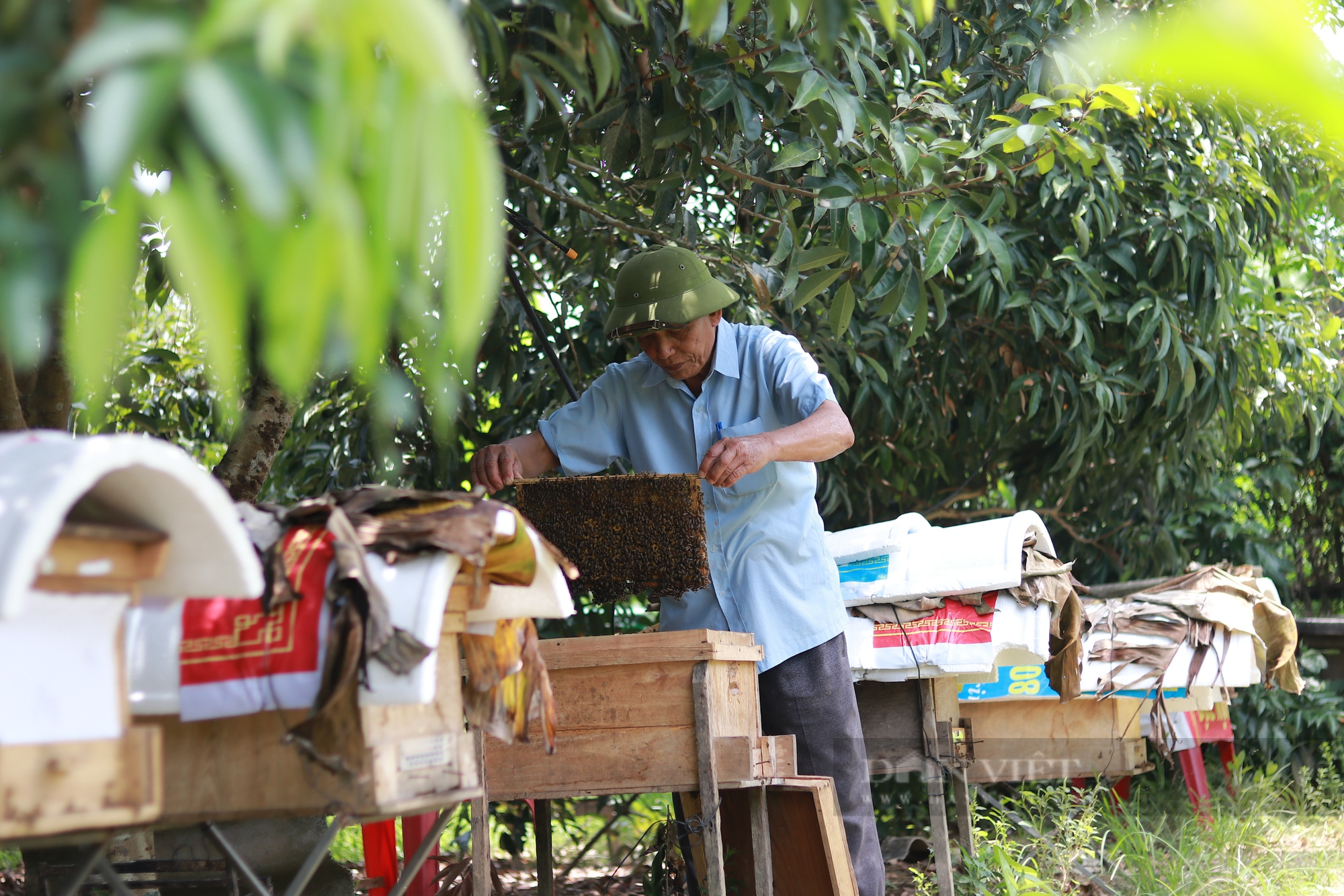 Cựu thanh niên xung phong “một vai hai gánh” đi đầu phát triển kinh tế vườn mẫu - Ảnh 6.