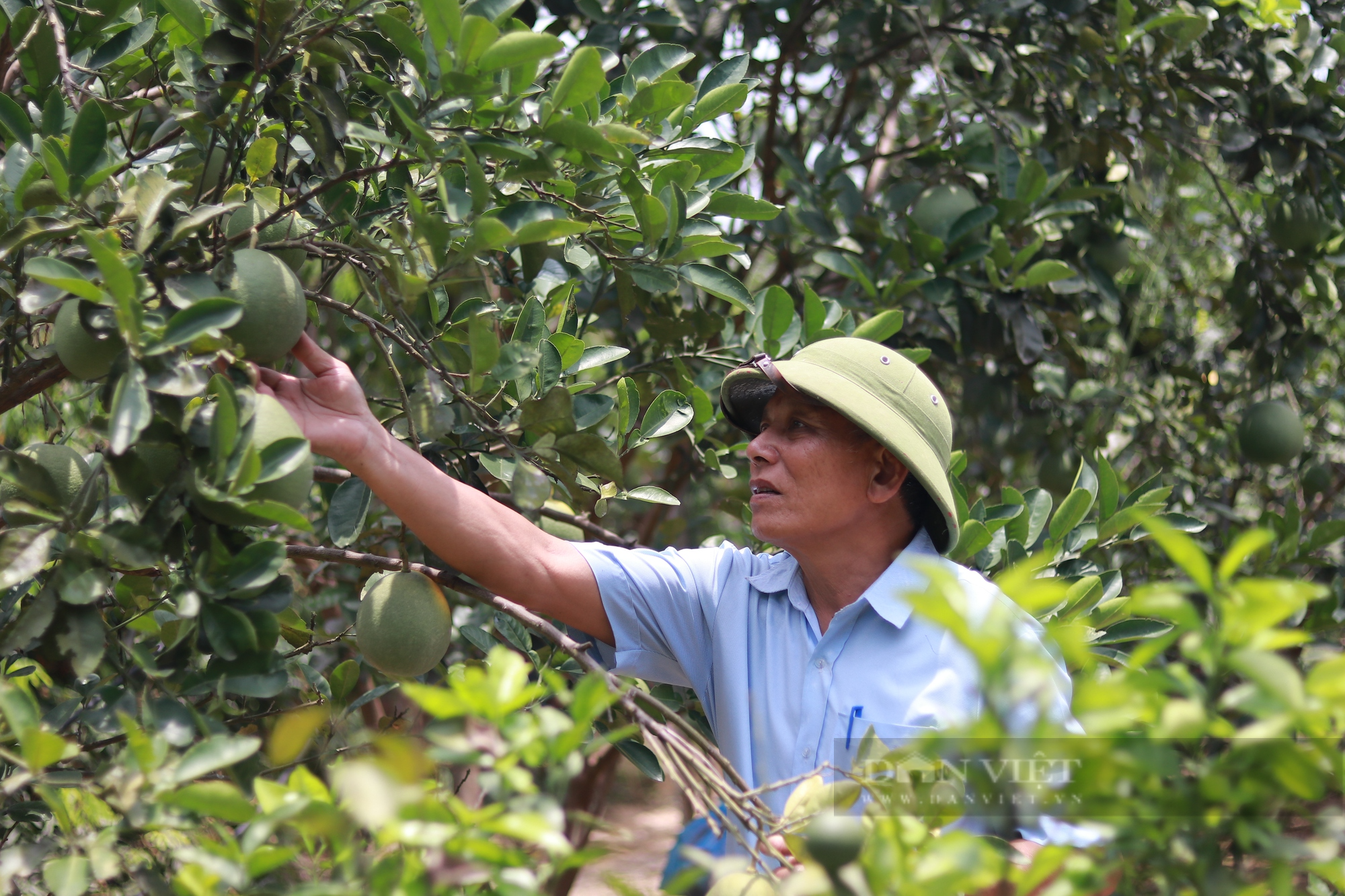 Cựu thanh niên xung phong “một vai hai gánh” đi đầu phát triển kinh tế vườn mẫu - Ảnh 7.
