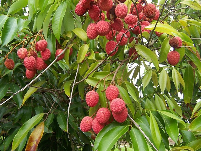 Xu hướng thị trường và kênh phân phối đối với trái vải tươi vào châu Âu - Ảnh 1. Xu hướng thị trường và kênh phân phối đối với trái vải tươi vào châu Âu - Ảnh 1.