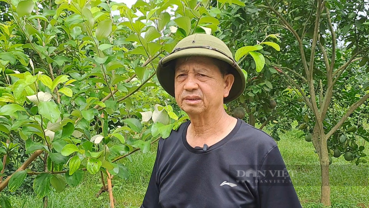 Trồng loại táo sai trĩu cành, ăn giòn, ngọt, nông dân ở xã này của Thái Nguyên giàu lên trông thấy - Ảnh 4.