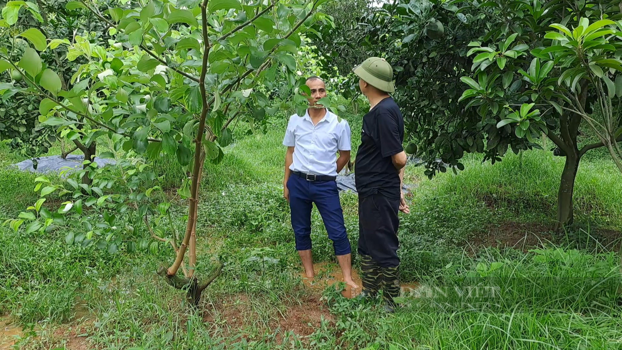 Trồng loại táo sai trĩu cành, ăn giòn, ngọt, nông dân ở xã này của Thái Nguyên giàu lên trông thấy - Ảnh 6.