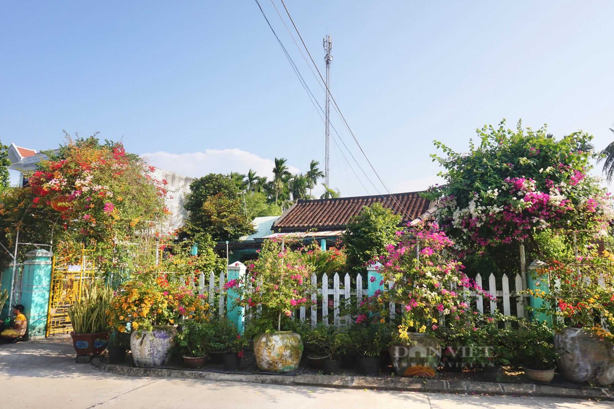 Vườn trồng hoa - cây cảnh ai ngang qua cũng khen, một nông dân Quảng Nam có thu nhập khấm khá - Ảnh 3.