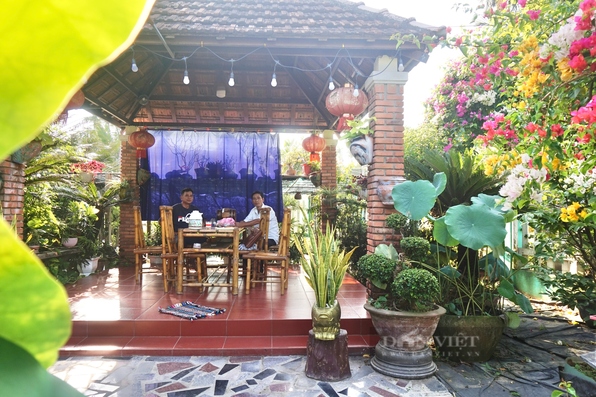 Vườn trồng hoa - cây cảnh ai ngang qua cũng khen, một nông dân Quảng Nam có thu nhập khấm khá - Ảnh 8.