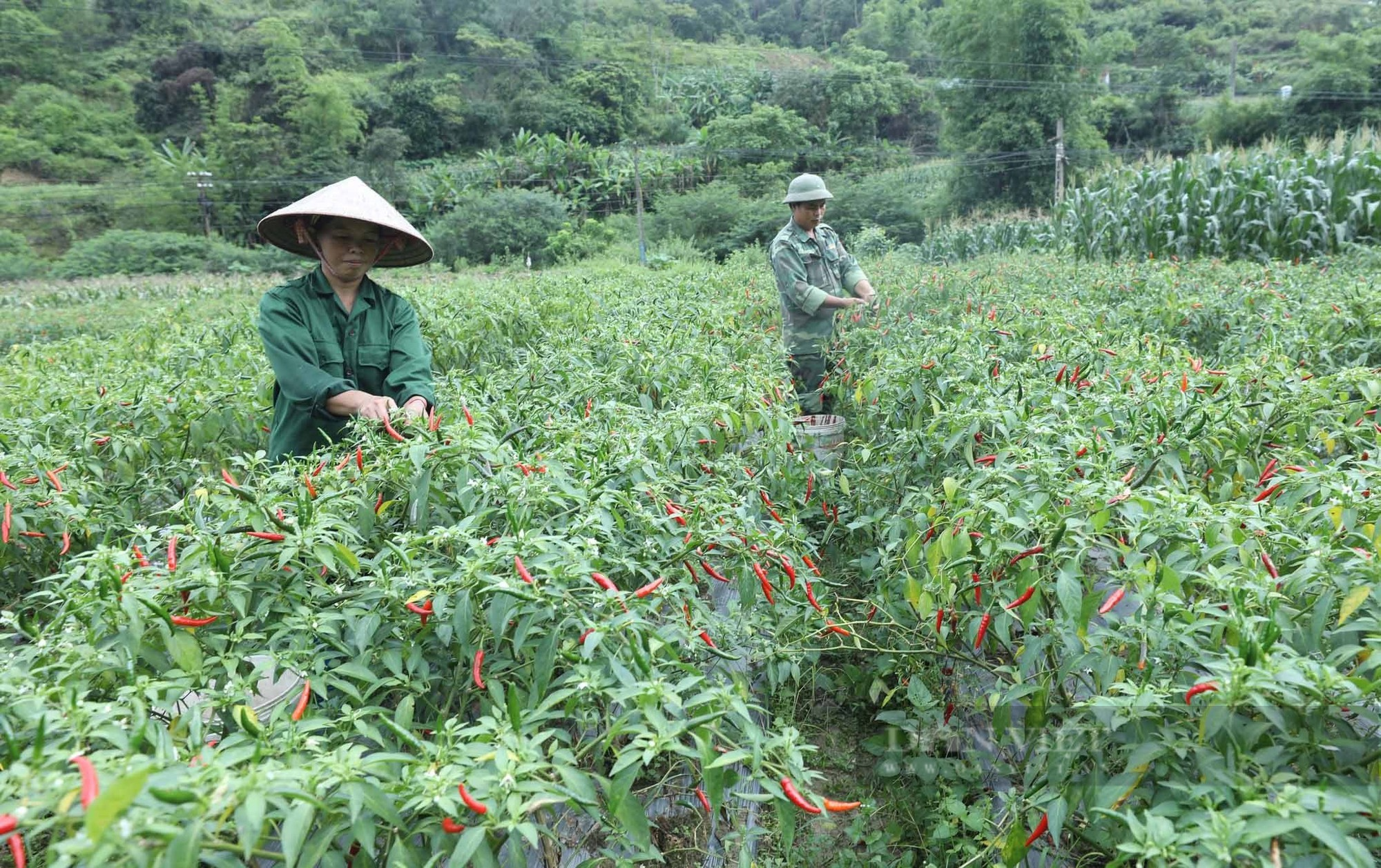 Ớt chín đỏ nông dân Lạng Sơn mở cờ trong bụng  - Ảnh 1.