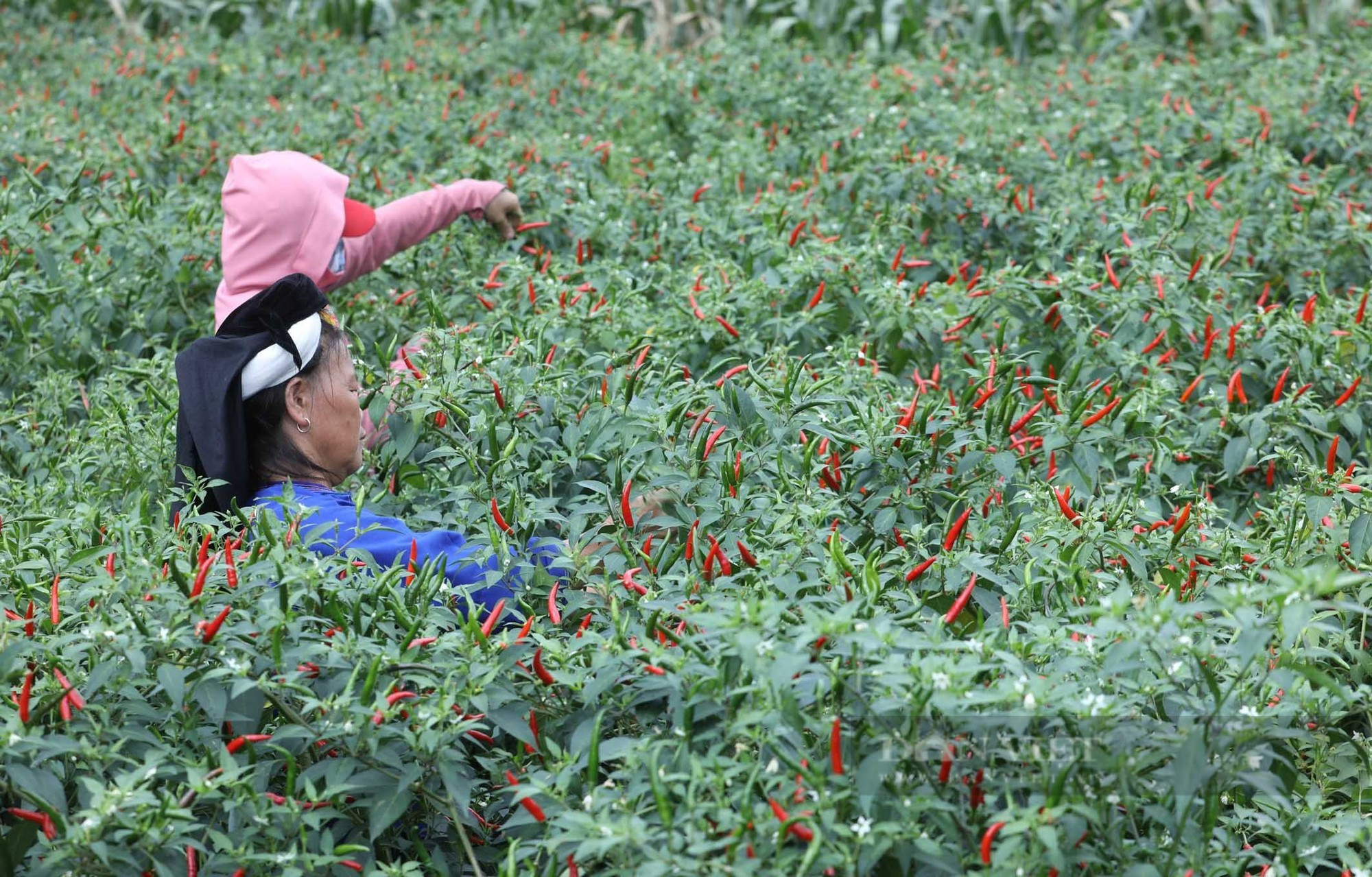 Ớt chín đỏ nông dân Lạng Sơn mở cờ trong bụng  - Ảnh 5.