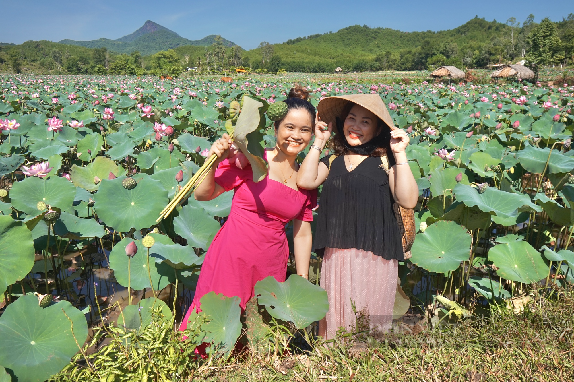 Trồng sen cứ 3 ngày lại được thu hoạch, nông dân Quảng Nam lãi gấp 4-5 lần trồng lúa - Ảnh 9.