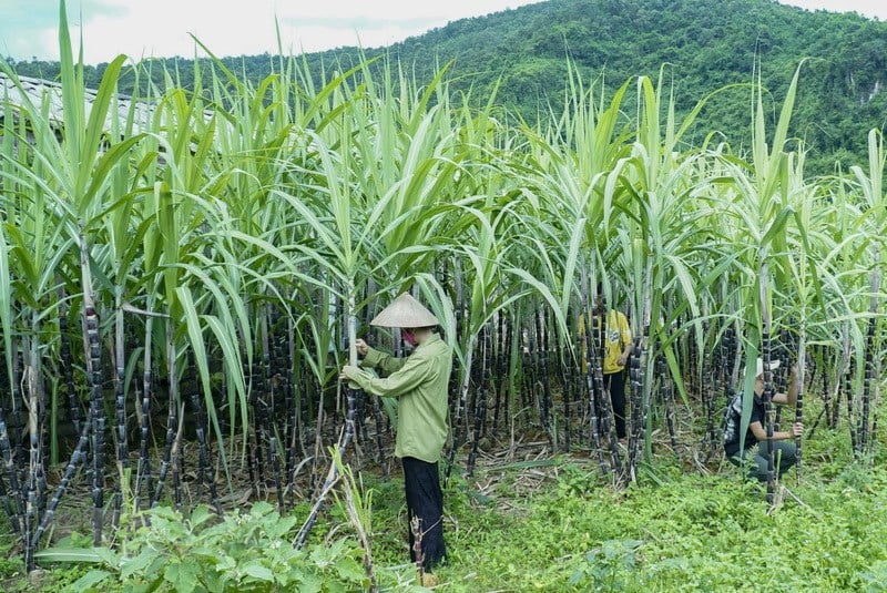 Chủ tịch Đặng Văn Thành: Tập đoàn TTC cam kết đầu tư mạnh mẽ vào lĩnh vực nông nghiệp - Ảnh 2.