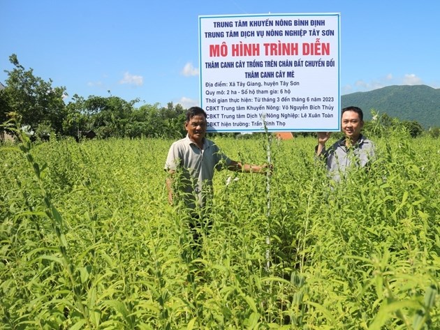 Thiếu nước tưới song loại cây trồng này vẫn đem lại hiệu quả, nông dân có thu nhập cao - Ảnh 1. Thiếu nước tưới song loại cây trồng này vẫn đem lại hiệu quả, nông dân có thu nhập cao - Ảnh 1.
