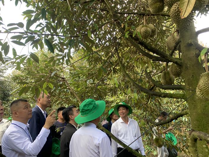 Loại cây ra trái đặc sản thơm khắp vườn đang trồng ở Đồng Nai sẽ mang về cả ngàn tỷ đồng - Ảnh 1.