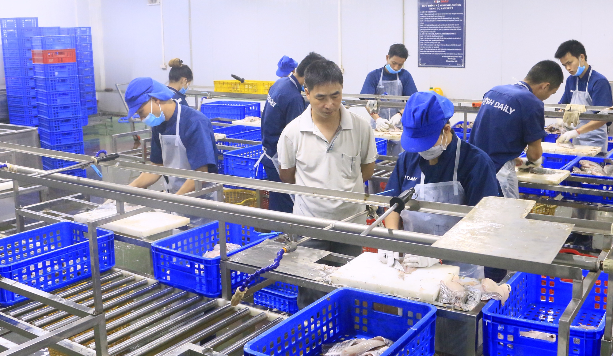 Người đưa cá sông về “tắm” ao, thịt cá săn chắc, ăn thơm ngon đến lạ - Ảnh 3.