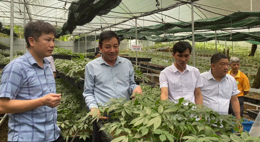 Lai Châu: Diễn đàn khuyến nông bàn Giải pháp Phát triển dược liệu theo chuỗi giá trị gắn với du lịch sinh thái - Ảnh 7.