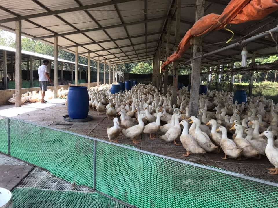 Giá gia cầm hôm nay 7/7: Giá vịt thịt có vùng tăng nhẹ, người nuôi căng mình chống nóng cho gia cầm - Ảnh 1.