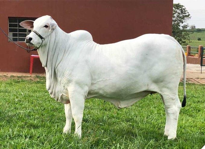 Vì sao một con bò trắng muốt lại được bán với giá kỷ lục hơn 101 tỷ đồng? - Ảnh 1.
