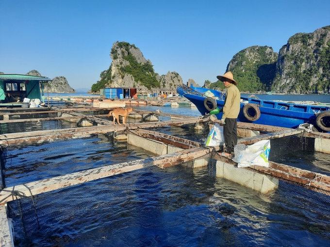 Cận cảnh ngành thủy sản nhiều tỷ đô ở vùng mỏ: Nghề nuôi cá biển 'vượt vũ môn' - Ảnh 1.