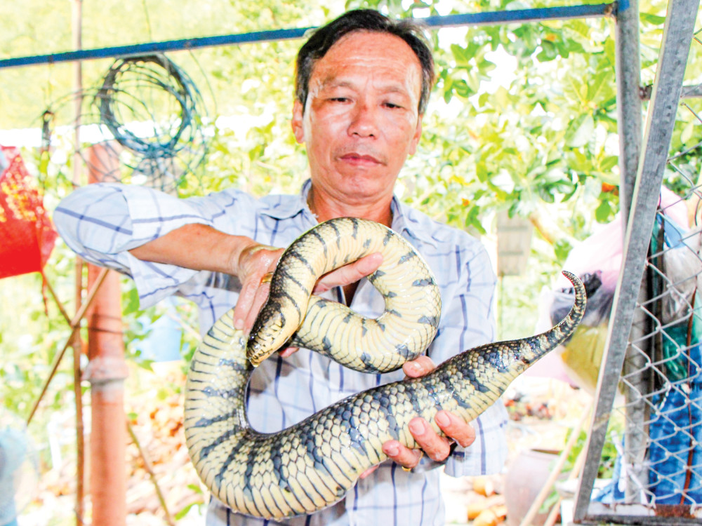 Nuôi thứ rắn hiền như cục bột, thò tay bắt lên ai cũng trầm trồ, anh nông dân Tiền Giang bỏ túi trăm triệu - Ảnh 1.