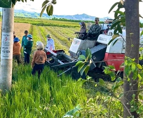 Quảng Bình: Lúa tái sinh chín tới, dân thuê máy về gặt nhưng HTX tới ngăn cản - Ảnh 1.