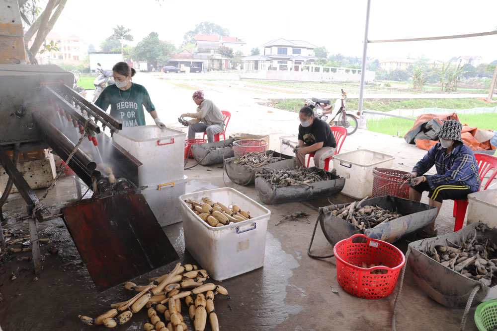 Thứ củ hầm với xương lợn, nấu canh hoặc ăn sống, bồi bổ cơ thể nông dân ở đây thu hoạch lãi bộn tiền - Ảnh 2.