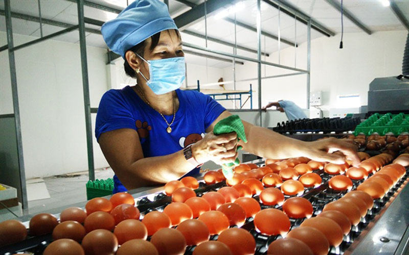 Trứng, sản phẩm trứng gia cầm của Việt Nam được xuất khẩu sang Hồng Kông sau 4 năm bị cấm - Ảnh 1. Trứng, sản phẩm trứng gia cầm của Việt Nam được xuất khẩu sang Hồng Kông sau 4 năm bị cấm - Ảnh 1.