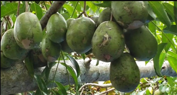 Ở một nơi của Hậu Giang, nông dân trồng thứ cây &quot;đẻ&quot; trái không kịp cản, vặt xanh, để chín đều bán đắt hàng - Ảnh 1.