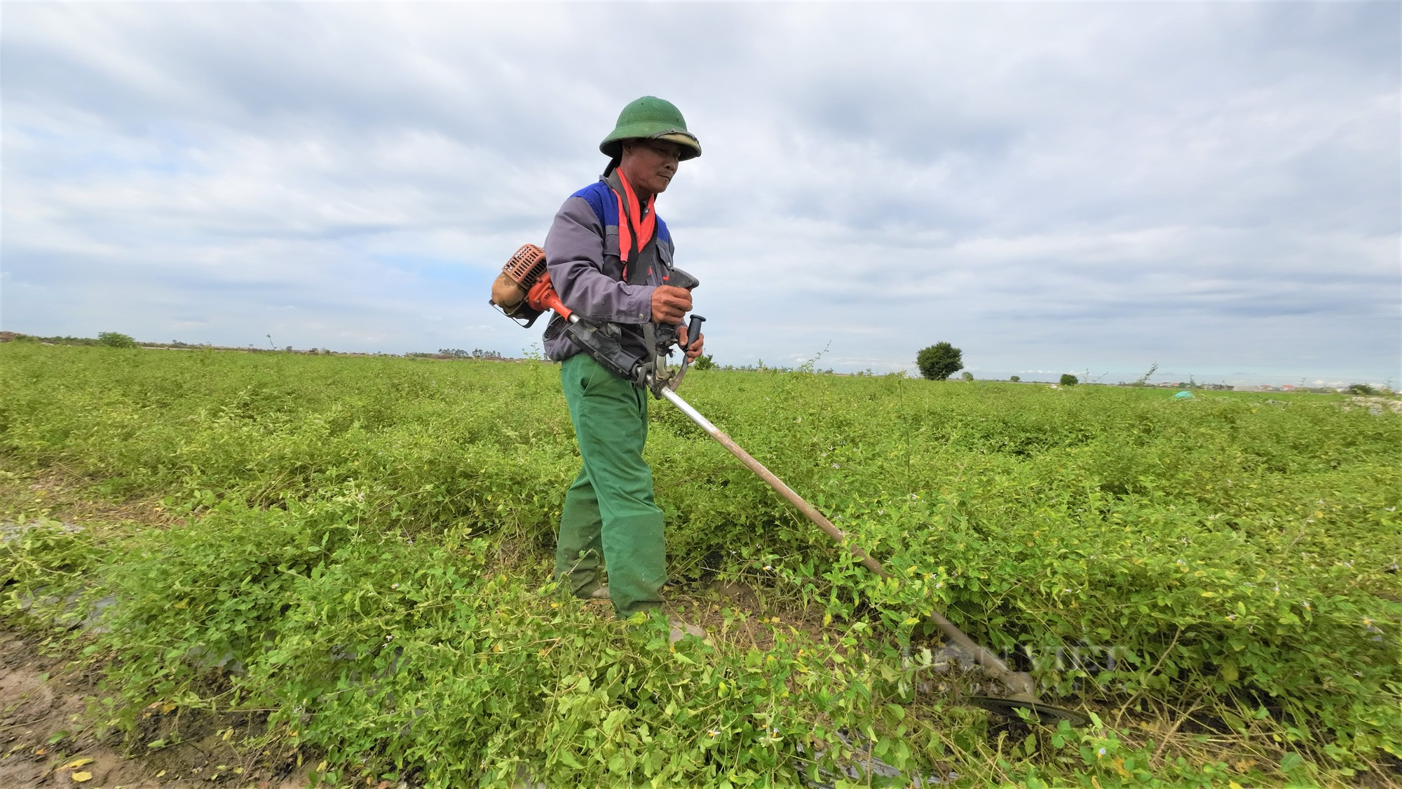 Cây gai trổ toàn thân, xưa mọc hoang, nay nông dân nơi này Hải Dương trồng bán, ai ngờ thu tiền bỏ túi rõ nhiều - Ảnh 3.