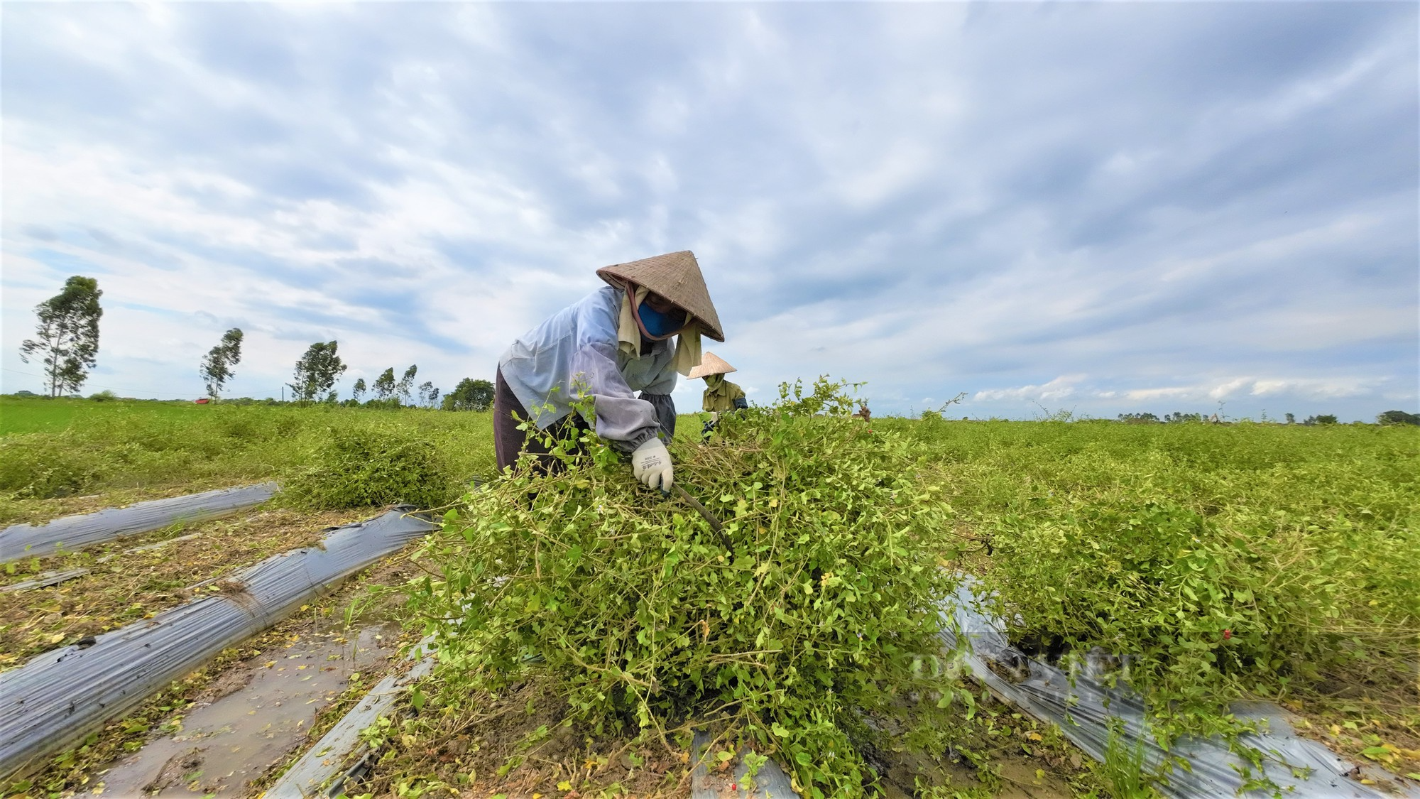 Cây gai trổ toàn thân, xưa mọc hoang, nay nông dân nơi này Hải Dương trồng bán, ai ngờ thu tiền bỏ túi rõ nhiều - Ảnh 4.