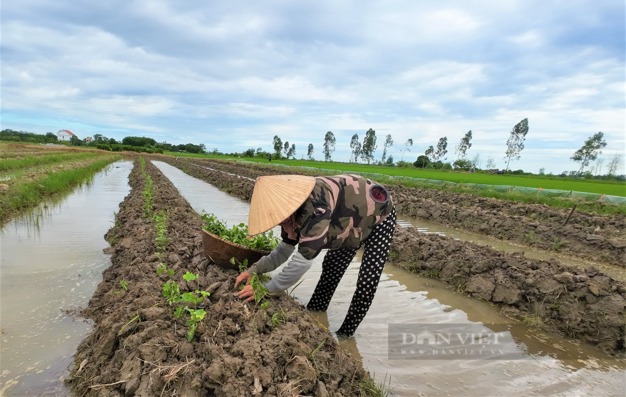 Cây gai trổ toàn thân, xưa mọc hoang, nay nông dân nơi này Hải Dương trồng bán, ai ngờ thu tiền bỏ túi rõ nhiều - Ảnh 8.