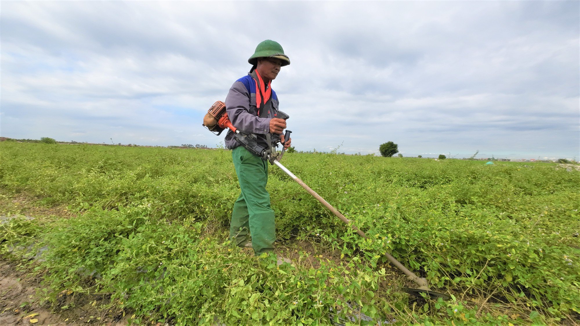 Cây gai trổ toàn thân, xưa mọc hoang, nay nông dân nơi này Hải Dương trồng bán, ai ngờ thu tiền bỏ túi rõ nhiều - Ảnh 1.