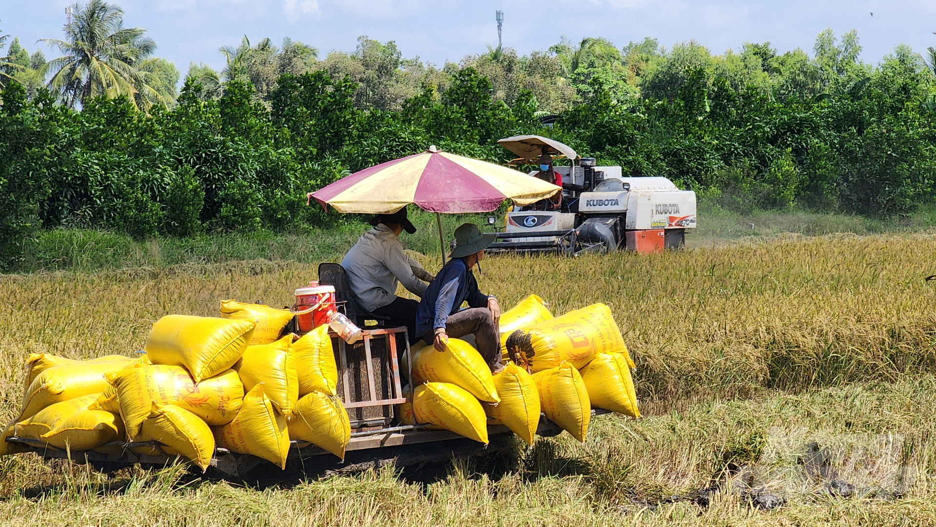 Việt Nam đã xuất khẩu gần 5 triệu tấn gạo, mục tiêu 2-3 triệu tấn nữa - Ảnh 1.