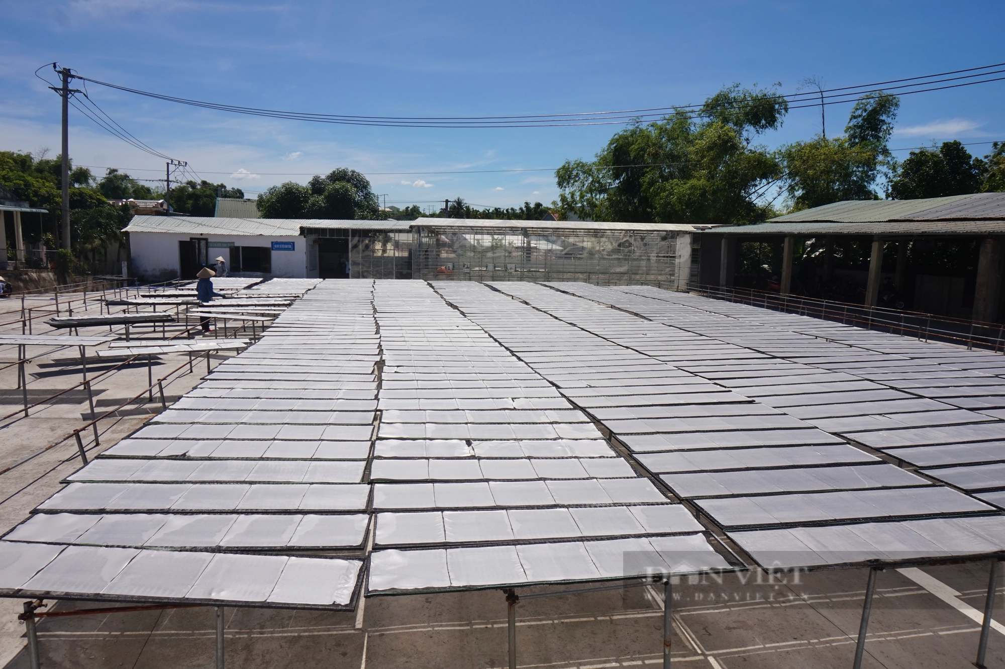 Quảng Nam là Giám đốc Hợp tác xã có doanh thu 30 tỷ đồng/năm - Ảnh 6.