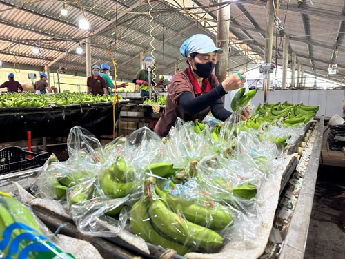 Xuất khẩu nông - thủy sản đang hồi phục - Ảnh 1. Xuất khẩu nông - thủy sản đang hồi phục - Ảnh 1.