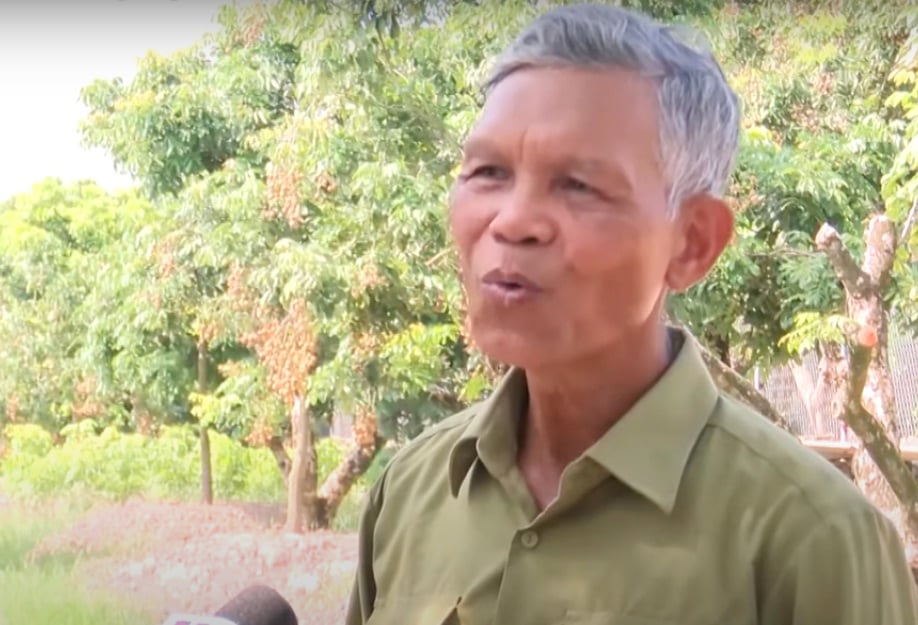 Ở Hưng Yên có loại nhãn cùi cổ, giòn và róc hạt, thơm như mật ong, giá cao mà khách vẫn nườm nượp tới mua - Ảnh 1.