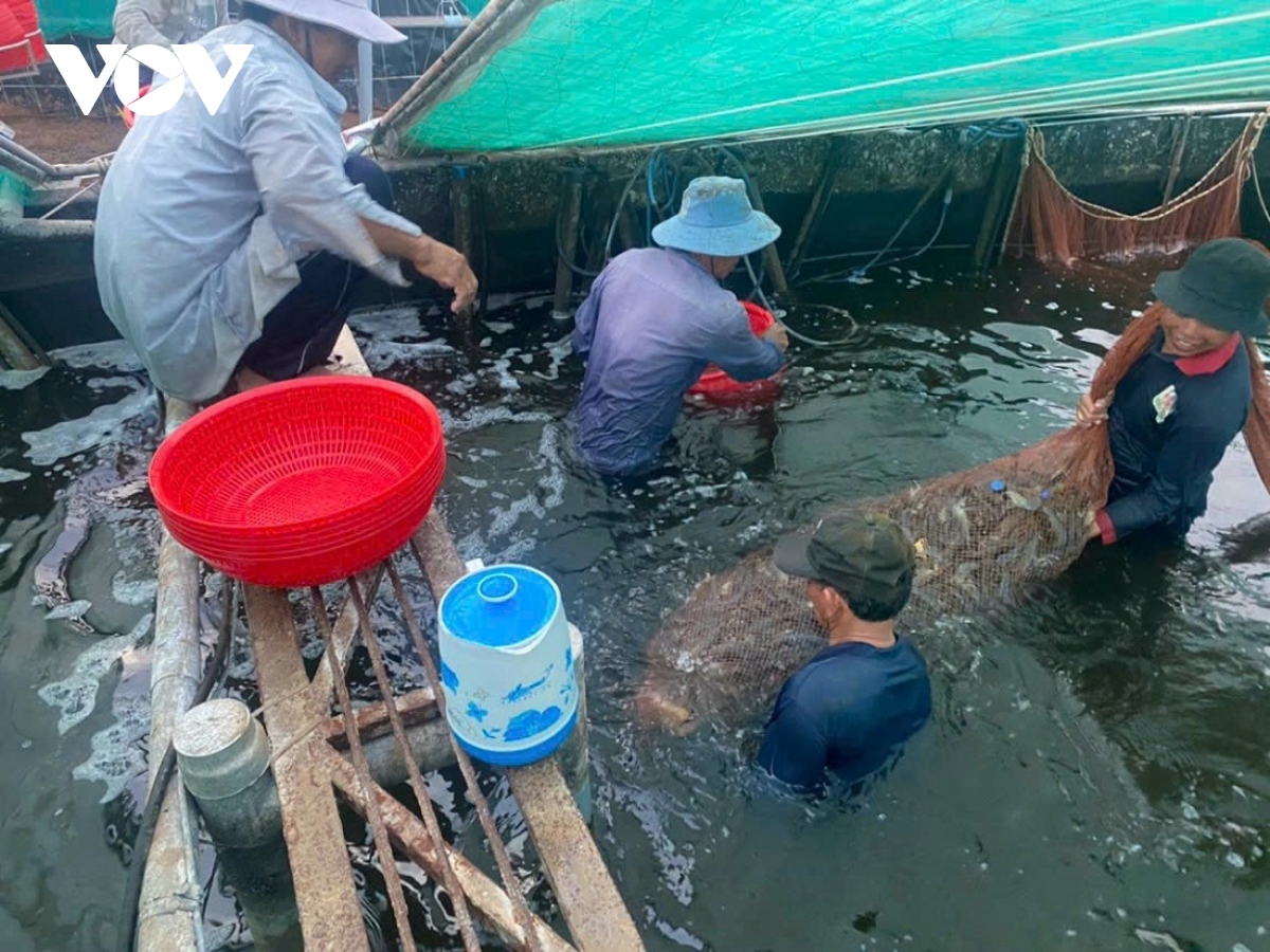 Giá tôm thẻ nuôi công nghệ cao giá cao, ngư dân phấn khởi - Ảnh 1.