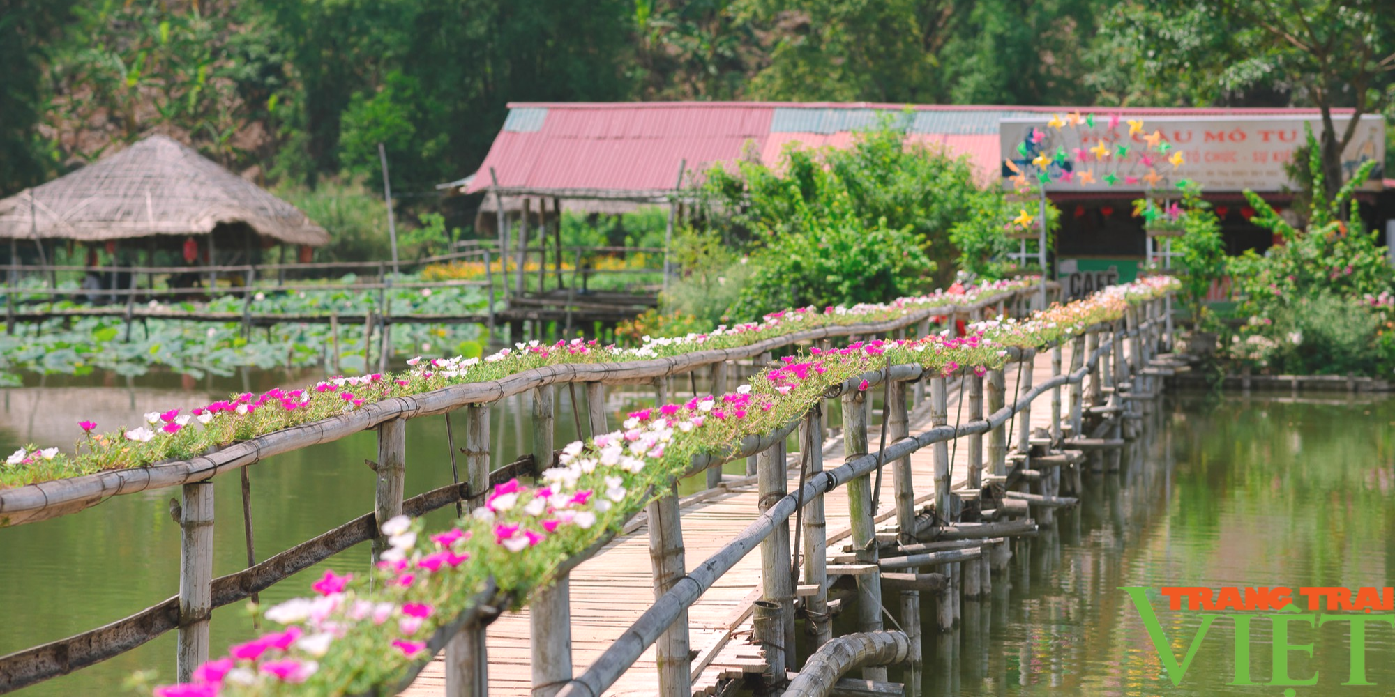 Du lịch nông nghiệp: Nông dân thu hàng trăm triệu/năm từ cây sen (Bài 1) - Ảnh 2.