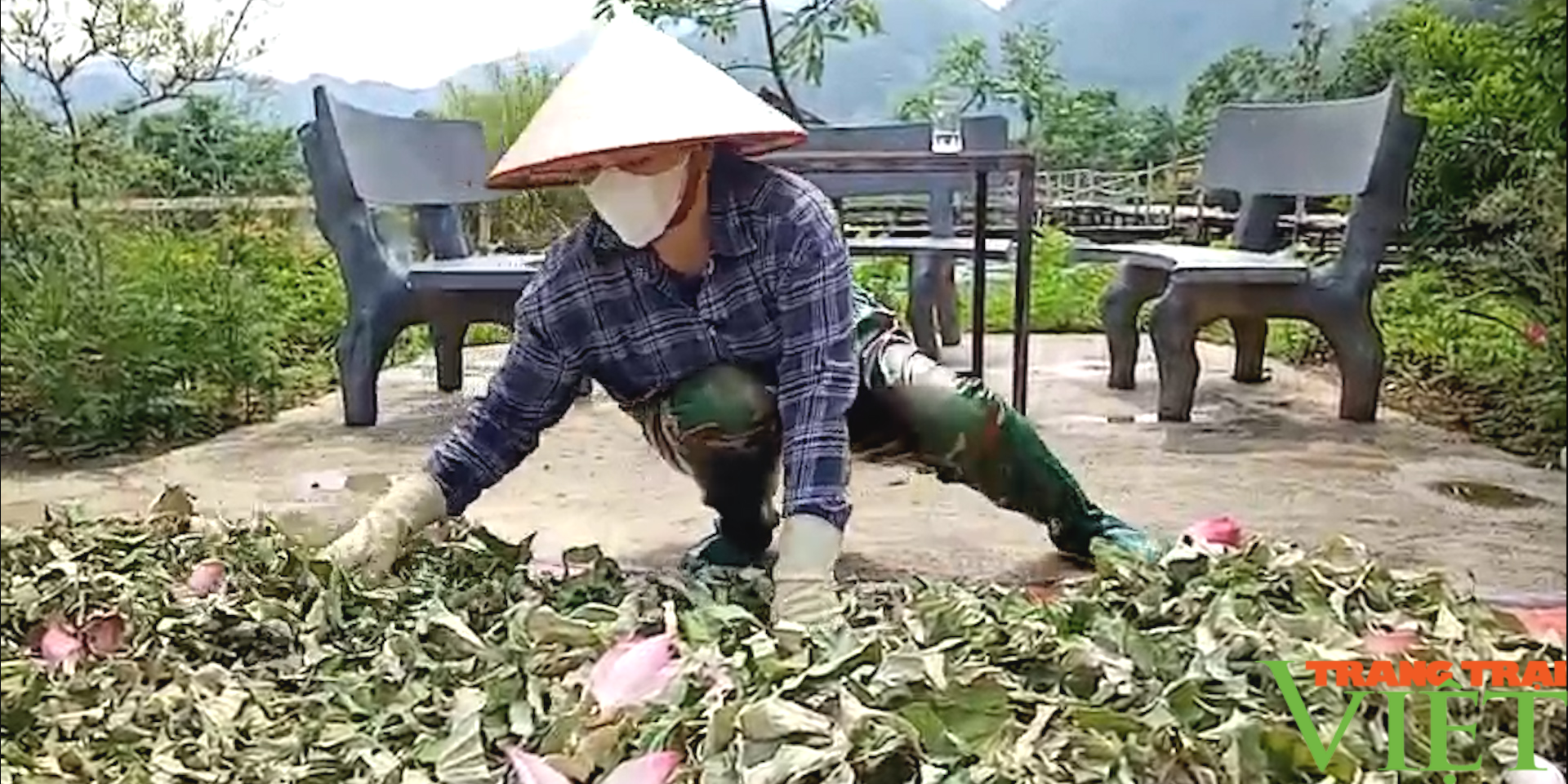 Du lịch nông nghiệp: Nông dân thu hàng trăm triệu/năm từ cây sen (Bài 1) - Ảnh 6.