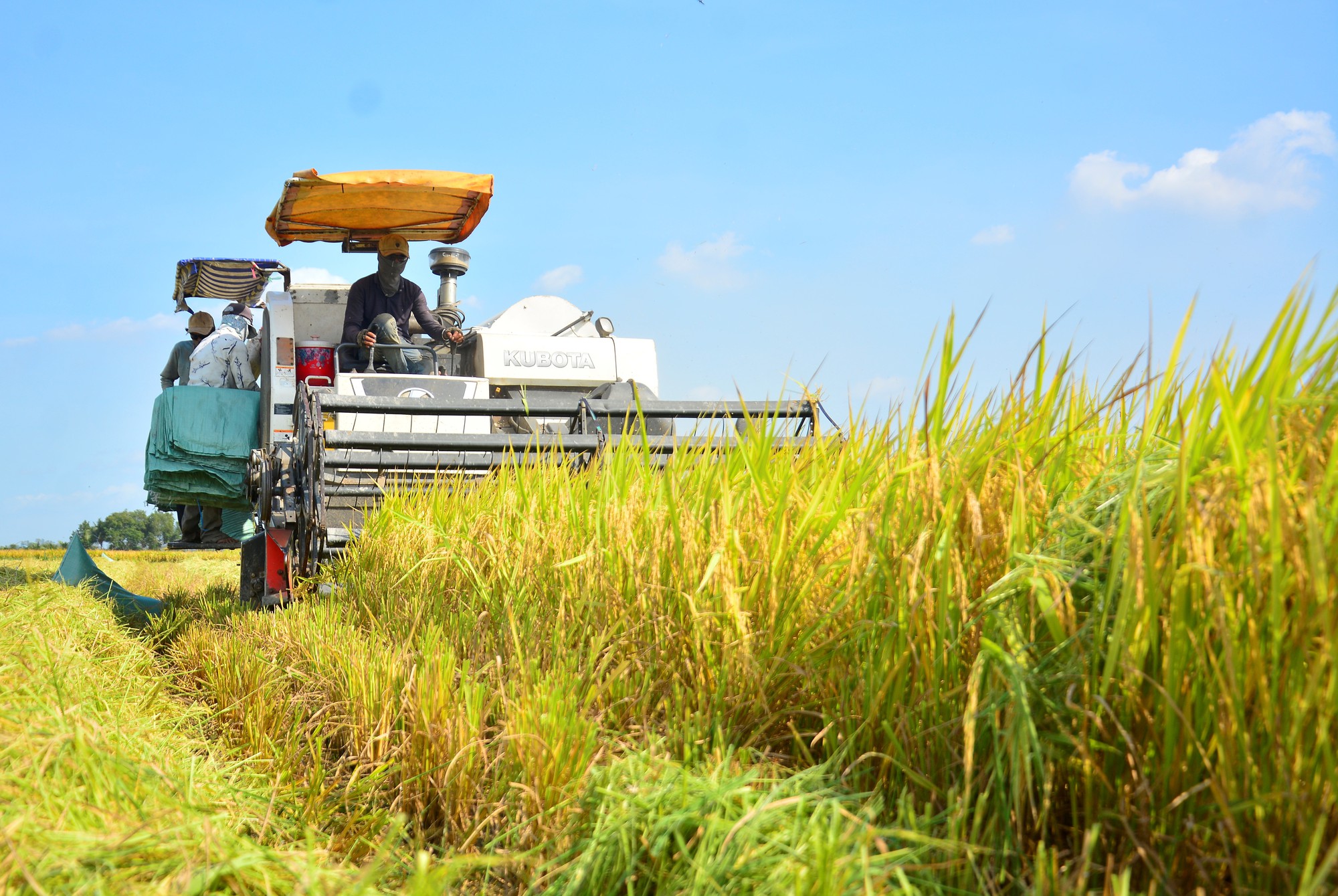 Giá gạo tăng cao, vậy nguyên nhân nào khiến doanh nghiệp ngành gạo kinh doanh vẫn èo uột?- Ảnh 2.