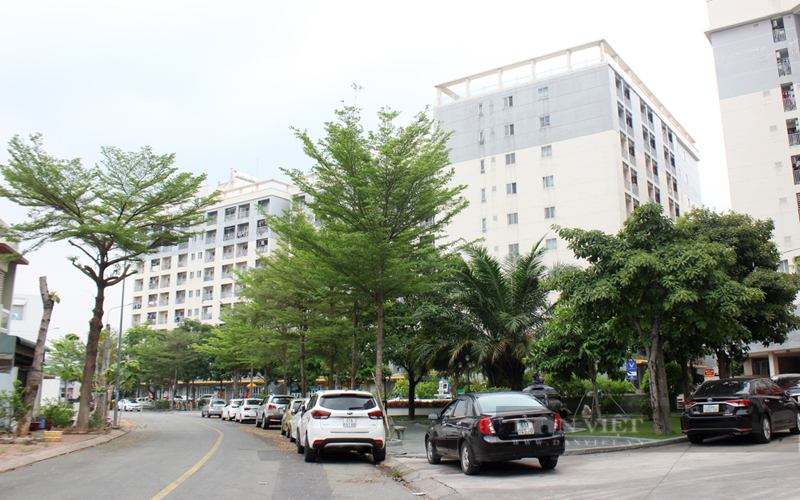 Cây xanh trong một khu dân cư ở phường Hiệp Thành  (TP.Thủ Dầu Một). Ảnh: Trần Khánh
